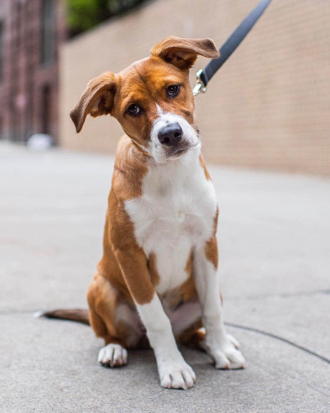 The Dogistさんのインスタグラム写真 - (The DogistInstagram)「Orly, Hound mix (4 m/o), 85th & York Ave., New York, NY • “She gallops like a bunny rabbit when she runs.”」5月2日 6時43分 - thedogist