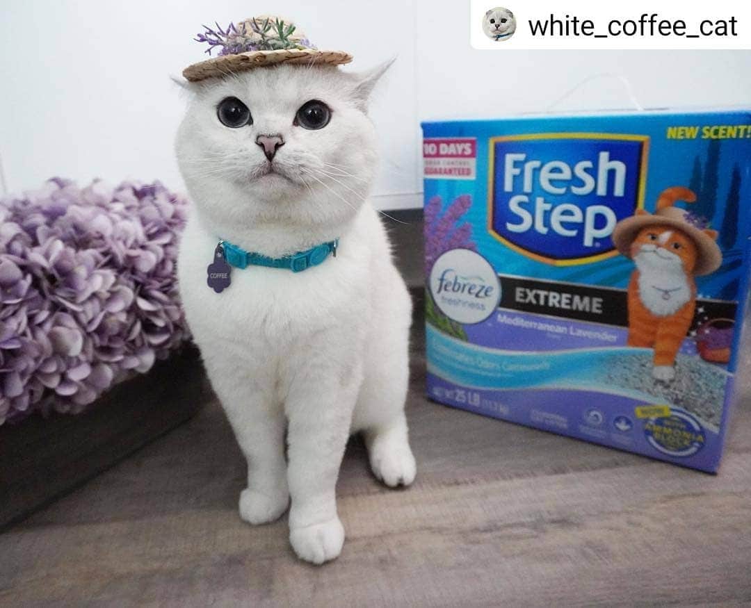 Fresh Stepさんのインスタグラム写真 - (Fresh StepInstagram)「Too cute!! ❤️❤️❤️ White Coffee, can you take us to the lavender field right now? #mediterraneanlavender  #Repost @white_coffee_cat • • • • • I feel like I’m walking through fields of fragrant lavender in the French countryside thanks to @freshstep's new Mediterranean Lavender scented cat litter!  And with 6 cats in our house, we love the added 10-day Odor Control guarantee. I have two words to describe the newest addition to the Fresh Step family: C’est magnifique! #ad」5月2日 6時45分 - freshstep