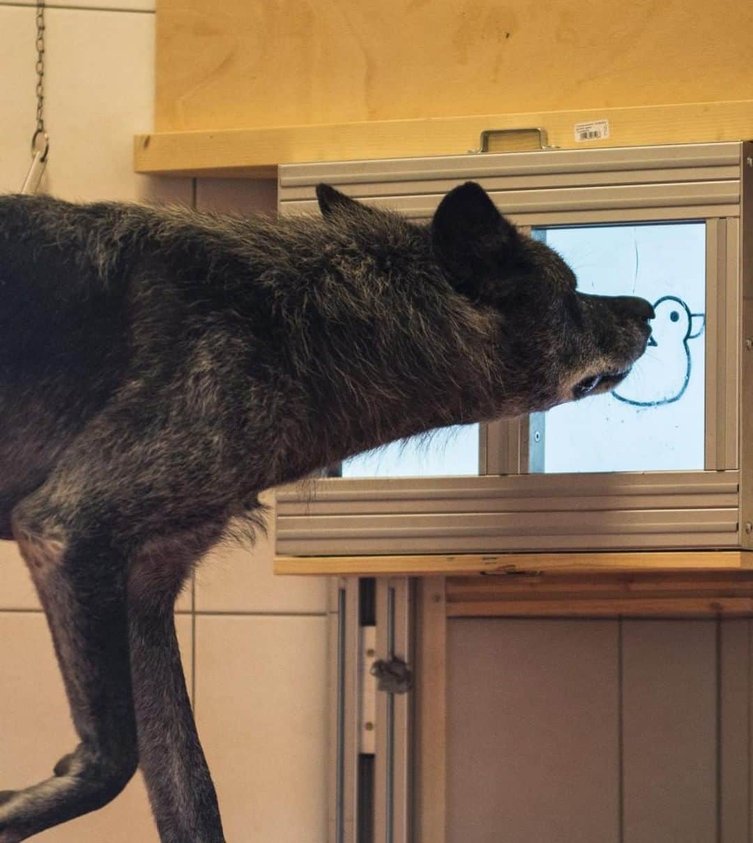 VICEさんのインスタグラム写真 - (VICEInstagram)「Scientists gave wolves touchscreens to see if they're friendlier than dogs. 🐺 🐶 Who gives out more treats, dogs or wolves? Find out at the link in bio, via @motherboardvice. 📸: Rachel Dale, Wolf Science Center」5月2日 7時00分 - vice