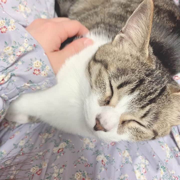 有村瞳のインスタグラム：「忘れた頃にインスタ更新←  うんにゃあ〜😻 こてつ🐈を可愛がってたら嫉妬して近付いてきたこはる🐈のうんにゃあ〜が可愛すぎる(；∀；)(；∀；)(；∀；) #こてつこはる #猫のいる暮らし  #猫のいる幸せ  #猫の鳴き声」
