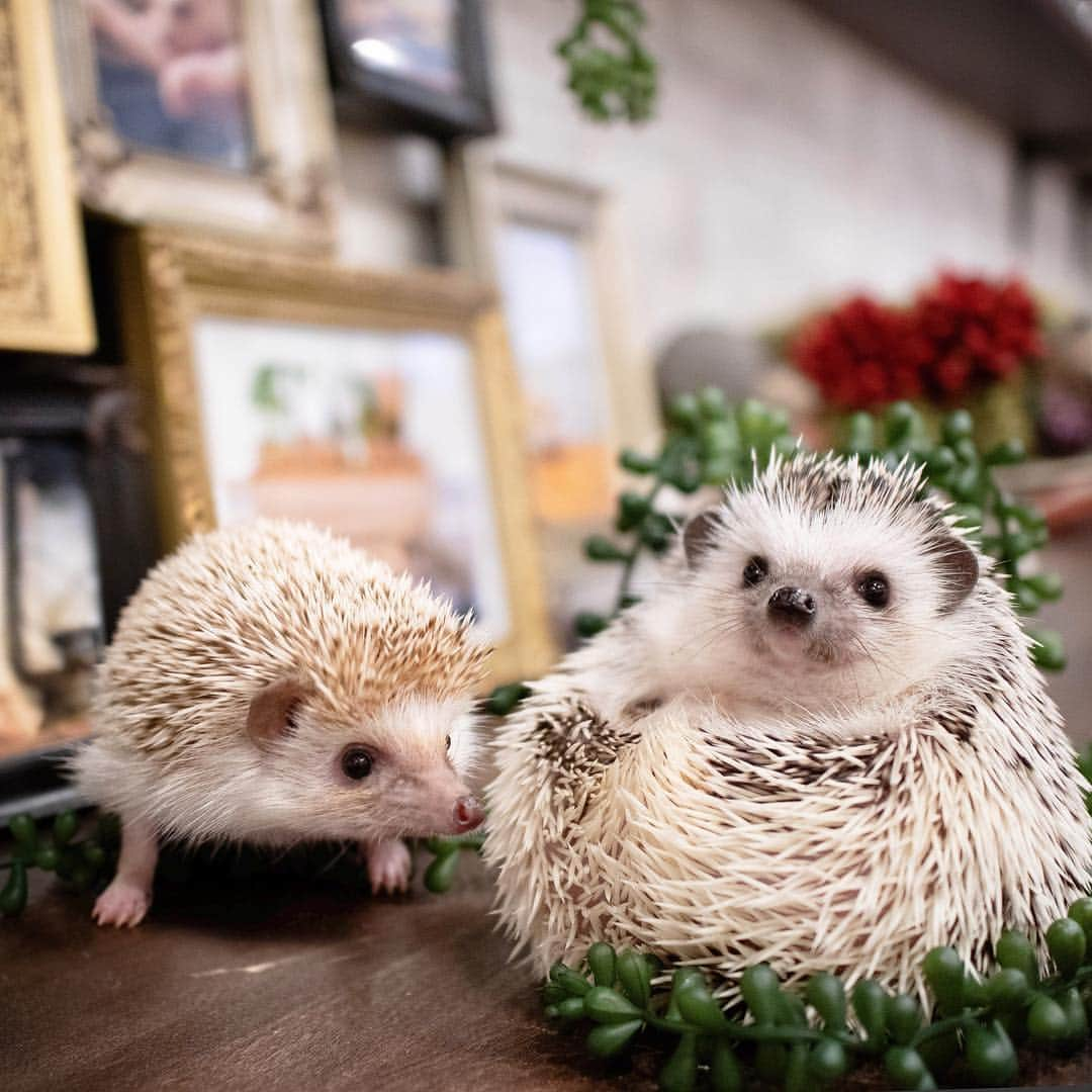 ダーシーさんのインスタグラム写真 - (ダーシーInstagram)「I met Silva and Chokota🦔🦔🌹✨ ・ ・ ・ つんつんHARRYWOODでのシルバくんとちょこたん🦔🦔✨ 2人とも可愛かったよ〜😍モデルもお上手でした👏🏻✨」5月1日 22時57分 - darcytheflyinghedgehog