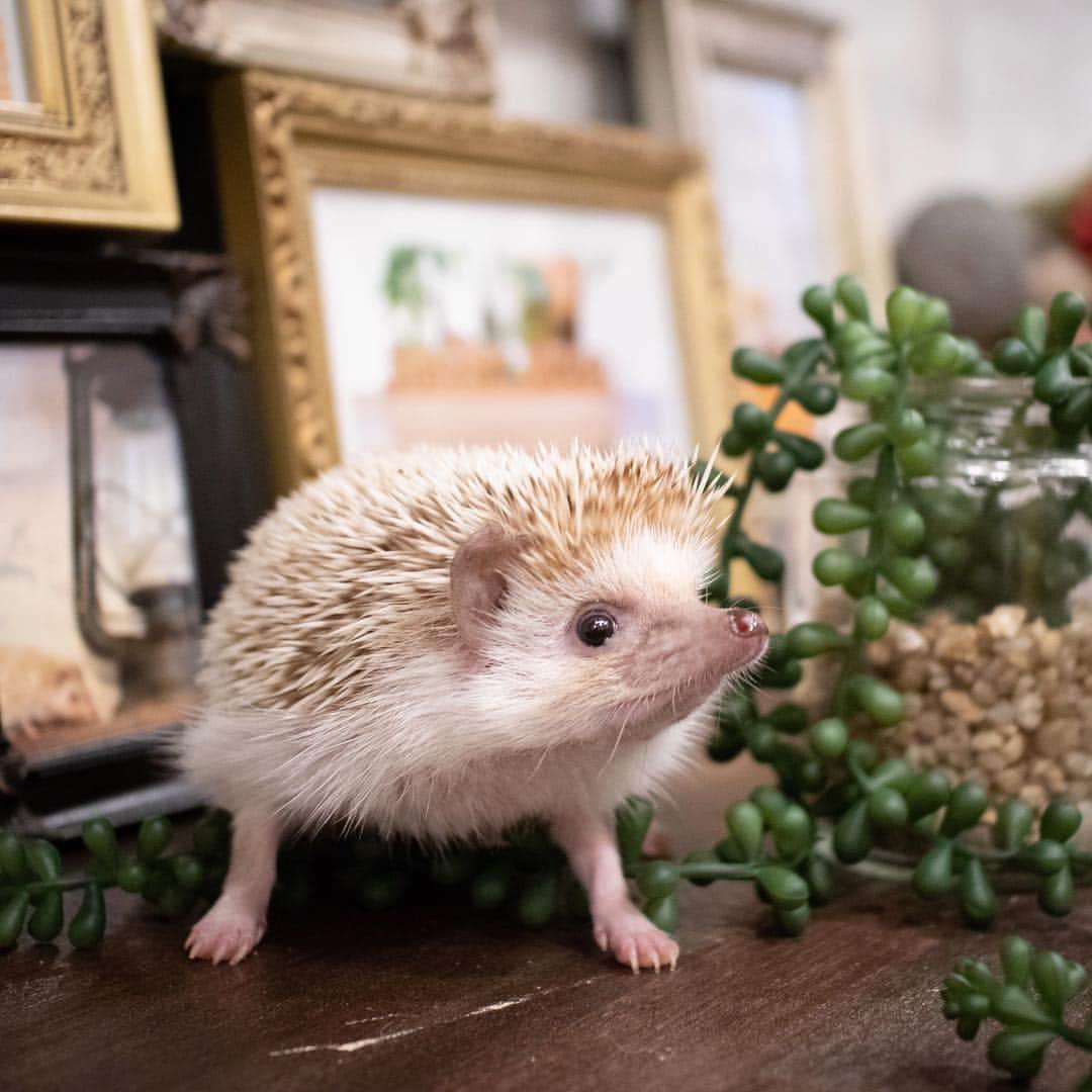 ダーシーさんのインスタグラム写真 - (ダーシーInstagram)「I met Silva and Chokota🦔🦔🌹✨ ・ ・ ・ つんつんHARRYWOODでのシルバくんとちょこたん🦔🦔✨ 2人とも可愛かったよ〜😍モデルもお上手でした👏🏻✨」5月1日 22時57分 - darcytheflyinghedgehog