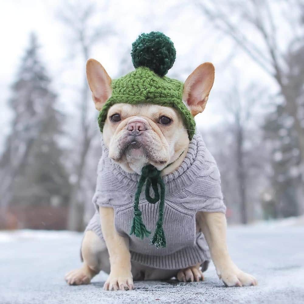 Regeneratti&Oliveira Kennelさんのインスタグラム写真 - (Regeneratti&Oliveira KennelInstagram)「⭐⭐⭐⭐ Save 20% off your entire order with code JMARCOZ at NaturalDog.com | @naturaldogcompany | 📷: @murrow_the_frenchie . “Aren’t paws supposed to be rough” – this is a very common misconception. Paw pads are naturally thick, but they should not be overly dry. Like humans, dry & chapped skin is more prone to injury from splitting and cracking. Healthy, moisturized paws are flexible and actually allow for dogs to get a better grip. You can heal & mend dry paws FAST and SAFELY with all-natural #PawSoother from @naturaldogcompany. Works much better & faster than coconut oil! . . . . . . . #frenchie #frenchieoftheday #frenchbull #fransebulldog #frenchbulldog #frenchiepuppy #puppy #puppylove #bully #bullyinstafeature #bulldogfrances #フレンチブルドッグ #フレンチブルドッグ #フレブル #helthefrenchie #frenchyfanatics #frenchiesgram #frenchbulldogsofinstagram #frenchiesoverload #ilovemyfrenchie #batpig #buhi」5月1日 23時01分 - jmarcoz