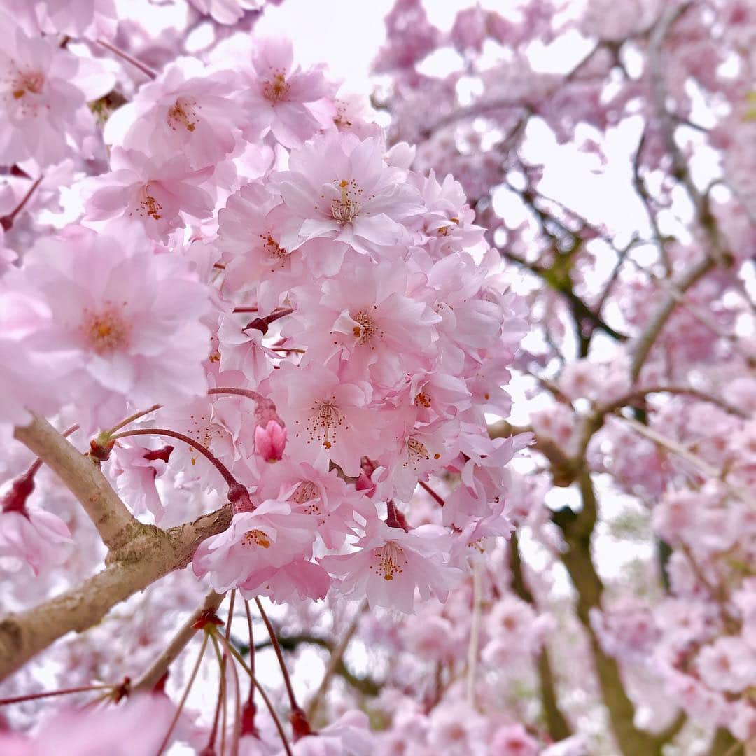 水谷千重子さんのインスタグラム写真 - (水谷千重子Instagram)「令和になって最初に訪れたのは青森は弘前🥰 まだまだ桜が綺麗で感動しちゃった🌸🌸🌸 弘前でありがとうコンサート😊 も〜最高にいいお客様でノリも千重子好みで大好きになっちゃった❤️また絶対伺いますから🙇‍♀️ 写真たくさんあるからまたアップします！ 桜の花びらが川に浮かぶ花筏🌸 最高に綺麗☺️」5月1日 23時09分 - mizutanichieko