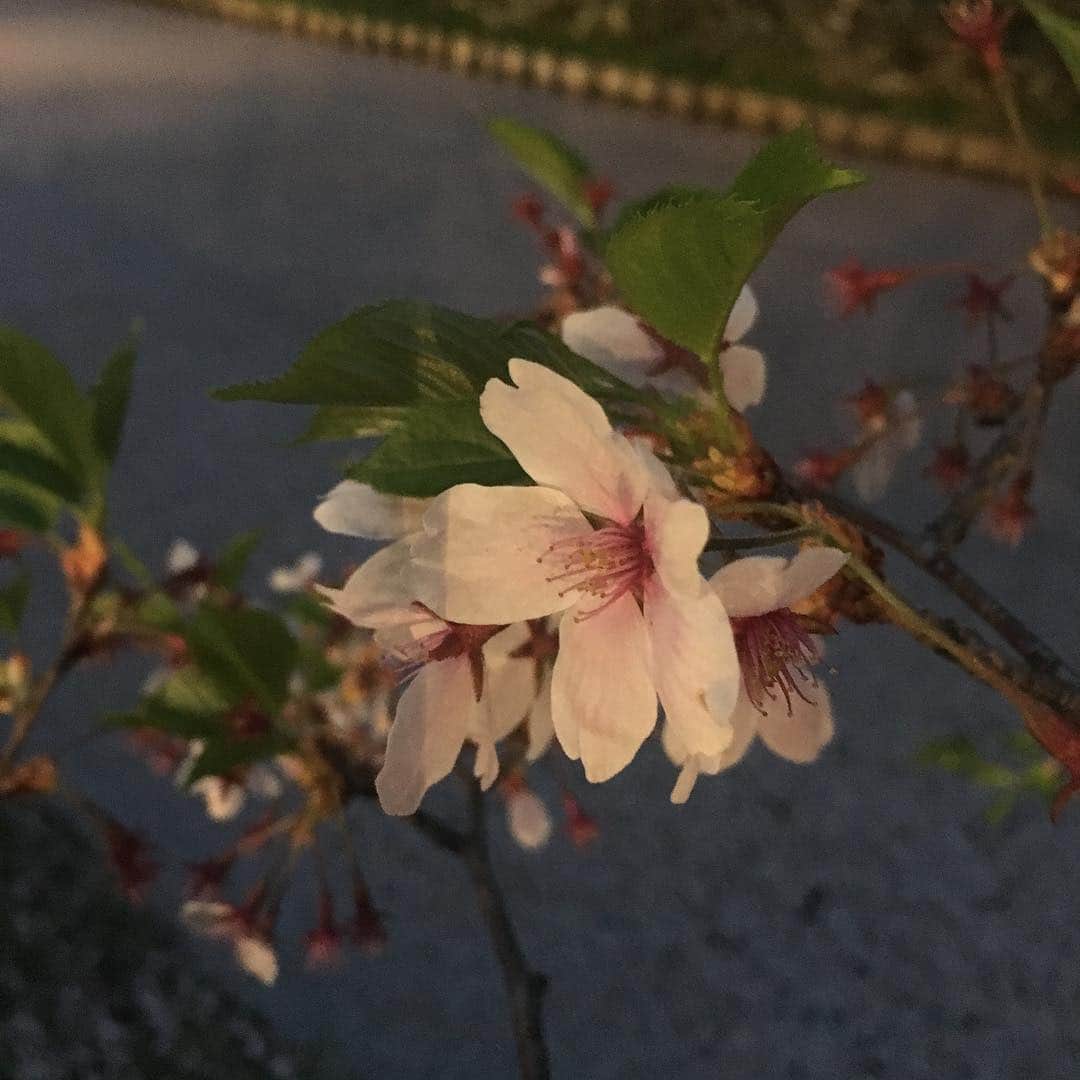水谷千重子さんのインスタグラム写真 - (水谷千重子Instagram)「令和になって最初に訪れたのは青森は弘前🥰 まだまだ桜が綺麗で感動しちゃった🌸🌸🌸 弘前でありがとうコンサート😊 も〜最高にいいお客様でノリも千重子好みで大好きになっちゃった❤️また絶対伺いますから🙇‍♀️ 写真たくさんあるからまたアップします！ 桜の花びらが川に浮かぶ花筏🌸 最高に綺麗☺️」5月1日 23時09分 - mizutanichieko