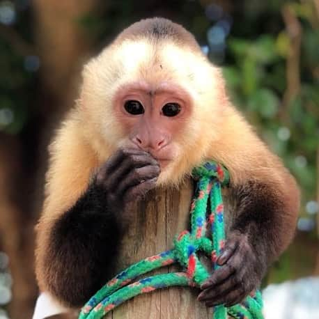 Zoological Wildlife Foundationさんのインスタグラム写真 - (Zoological Wildlife FoundationInstagram)「Abella’s eyes show much wisdom! Capuchins are the most intelligent of the new world monkeys. They are especially noted for their long-term tool usage, one of the few examples of primate tool use other than by apes. Upon seeing macaws eating palm nuts, cracking them open with their beaks, capuchins will select a few of the ripest fruits, nip off the tip of the fruit and drink down the juice, then seemingly discard the rest of the fruit with the nut inside. When these discarded fruits have hardened and become slightly brittle, they will gather them up again and take them to a large flat boulder where they have previously gathered a few river stones from up to a mile away. They will then use these stones, some of them weighing as much as themselves, to crack open the fruit to get to the nut inside! . #capuchin #capuchinmonkey #conservation #zwf #zwfmiami」5月1日 23時16分 - zwfmiami