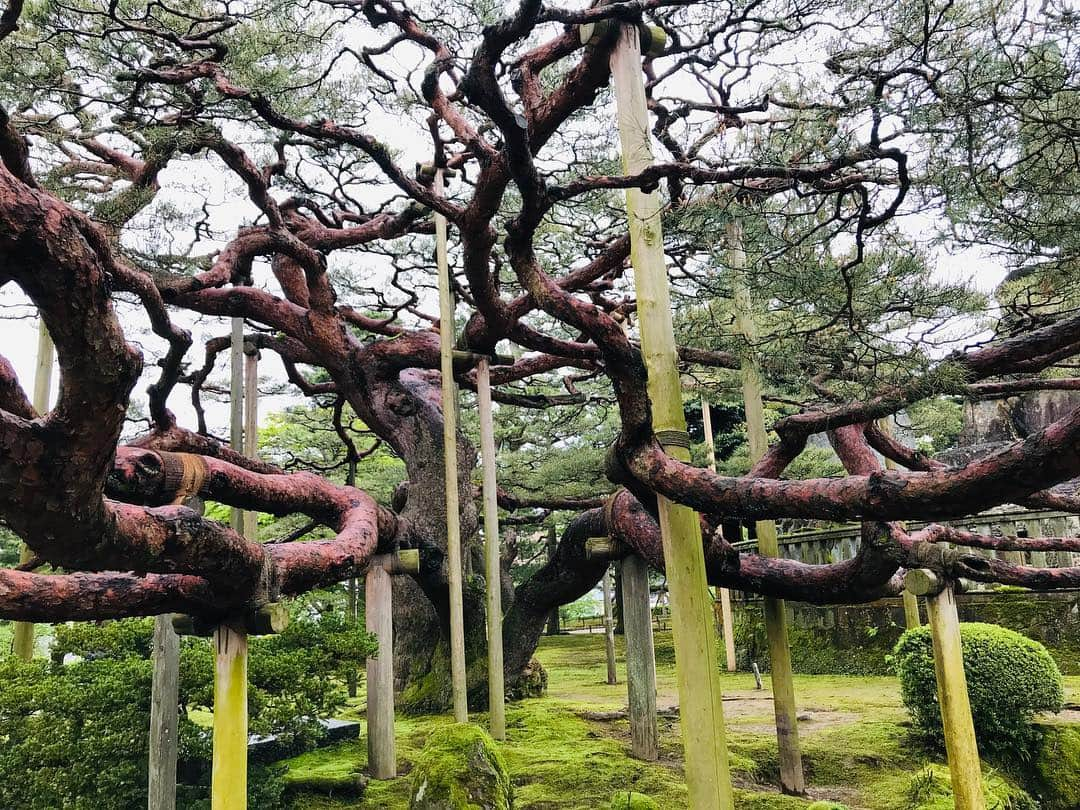 けんじるさんのインスタグラム写真 - (けんじるInstagram)「2日目！  金沢市観光名所！兼六園に行き！夜は がす海老でビールグビグビ！  最高に金沢を食い込ませて頂いてます！  #けんじる #食い込MEN #芸人 #吉本 #お笑い #お笑い好きの人と繋がりたい #ギャグ #金沢 #がす海老 #GW #ネゴシックス #片町」5月1日 23時44分 - kenjiru0318