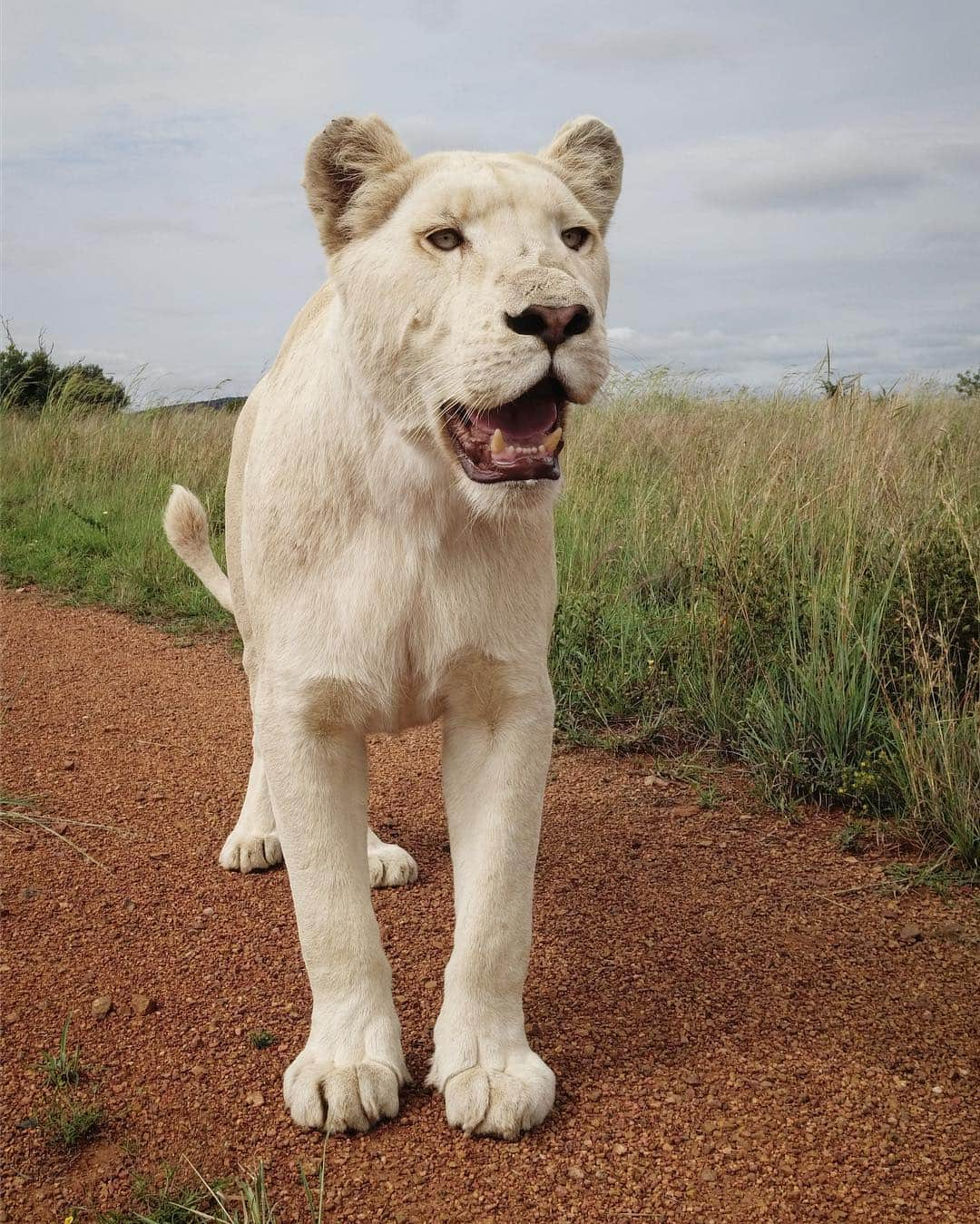 Kevin Richardson LionWhisperer のインスタグラム