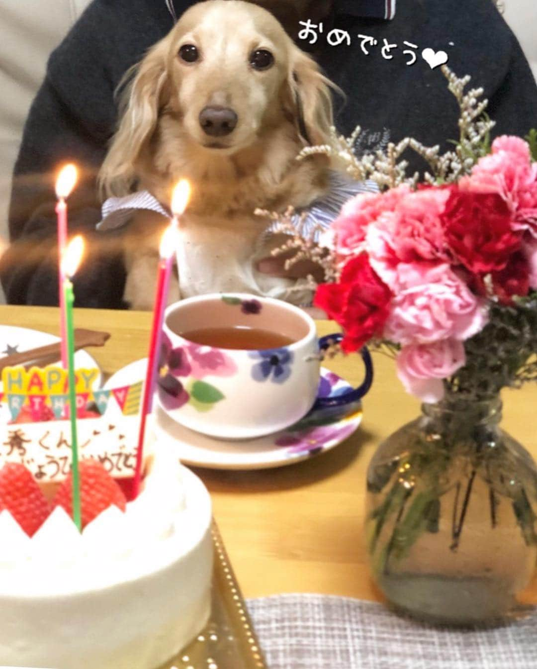 チズさんのインスタグラム写真 - (チズInstagram)「新しい時代🌱令和初日🇯🇵 今日は父の誕生日🎁 ずっーと元気で 穏やかに過ごして欲しい😉✨ ただそれだけで満足だぁ٩( 'ω' )و❤︎ ケーキご馳走さま 🙏 #happybirthday 🎂 #じぃーじ #長生きしてね 💕 #わが家の #平和の象徴 🕊 #myfather  #めでたい ❗️ #GW 🌱  #Mダックス #MiniatureDachshund #ミニチュアダックス #ミニチュアダックスフンド #ミニチュアダックスクリーム #愛犬#カニンヘンクリーム #カニンヘンダックス #カニンヘンダックスフンド #犬なしでは生きていけません#13歳犬#愛しのわんこ #癒し犬 #愛犬バカ #関西ダックス#短足犬 #短足部 #シニア犬#親父犬#犬は家族 #インスタでわんこみるのが日課 ♡♡♡♡」5月1日 23時59分 - sqi.chizu