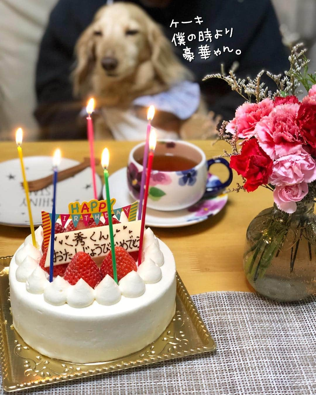 チズさんのインスタグラム写真 - (チズInstagram)「新しい時代🌱令和初日🇯🇵 今日は父の誕生日🎁 ずっーと元気で 穏やかに過ごして欲しい😉✨ ただそれだけで満足だぁ٩( 'ω' )و❤︎ ケーキご馳走さま 🙏 #happybirthday 🎂 #じぃーじ #長生きしてね 💕 #わが家の #平和の象徴 🕊 #myfather  #めでたい ❗️ #GW 🌱  #Mダックス #MiniatureDachshund #ミニチュアダックス #ミニチュアダックスフンド #ミニチュアダックスクリーム #愛犬#カニンヘンクリーム #カニンヘンダックス #カニンヘンダックスフンド #犬なしでは生きていけません#13歳犬#愛しのわんこ #癒し犬 #愛犬バカ #関西ダックス#短足犬 #短足部 #シニア犬#親父犬#犬は家族 #インスタでわんこみるのが日課 ♡♡♡♡」5月1日 23時59分 - sqi.chizu