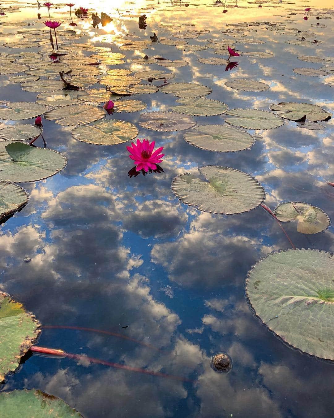 Amata Chittaseneeさんのインスタグラム写真 - (Amata ChittaseneeInstagram)「May you live like the lotus at ease in the muddy water and Meet me in the sky - “If you feel lost, disappointed, hesitant, or weak, return to yourself, to who you are, here and now and when you get there, you will discover yourself, like a lotus flower in full bloom, even in a muddy pond, beautiful and strong.” – Masaru Emoto」5月1日 23時58分 - pearypie