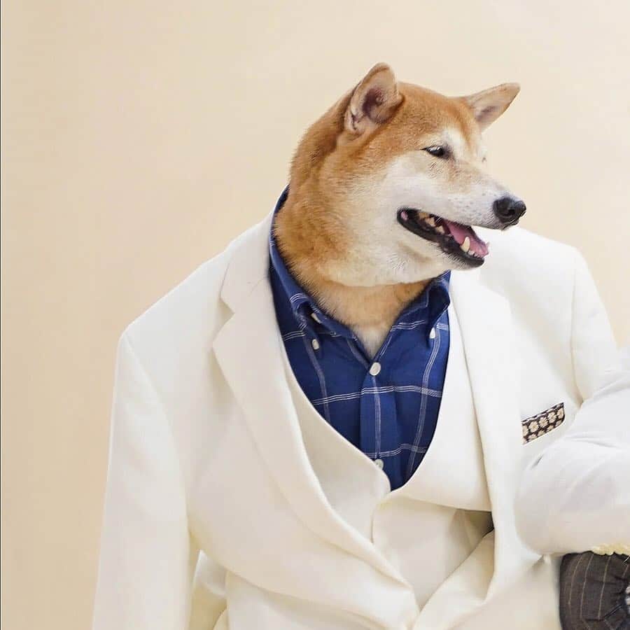 Menswear Dogさんのインスタグラム写真 - (Menswear DogInstagram)「In a playful competition of Top Model, @mensweardog & @dougiejoseph face off to showcase the most essential pieces from @brooksbrothers Spring/Summer Collection  #ad #BarksBrothers  #BeingBrooksy  Who will reign supreme? 👑」5月1日 23時59分 - mensweardog