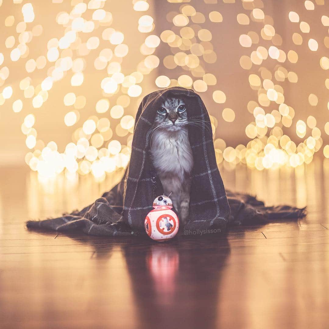 Holly Sissonさんのインスタグラム写真 - (Holly SissonInstagram)「The force is strong with this one  #Toronto #Siberiancat #starwars (See more of Alice, Finnegan, and Oliver, on @pitterpatterfurryfeet) ~ Canon 1D X MkII + 85 f1.2L II @ f1.2  See my bio for full camera equipment information plus info on how I process my images. 😊 ~  #pickmotion」5月2日 0時03分 - hollysisson