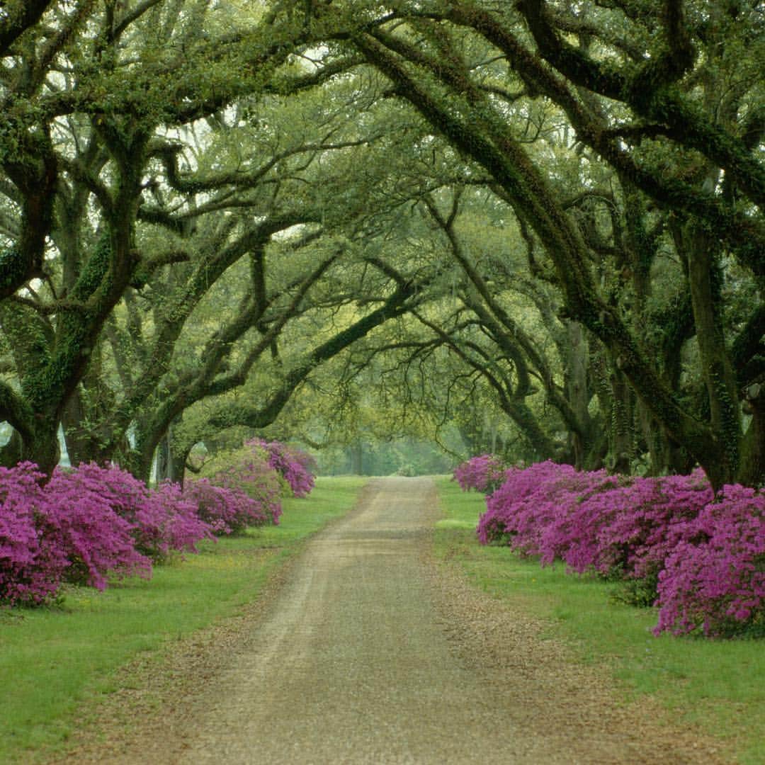 National Geographic Creativeさんのインスタグラム写真 - (National Geographic CreativeInstagram)「Photo by @samabellteacher | Purple flowering bushes line a beautiful driveway flanked with trees in Vicksburg, Mississippi. #Mississippi #Nature #Spring」5月2日 0時06分 - natgeointhefield