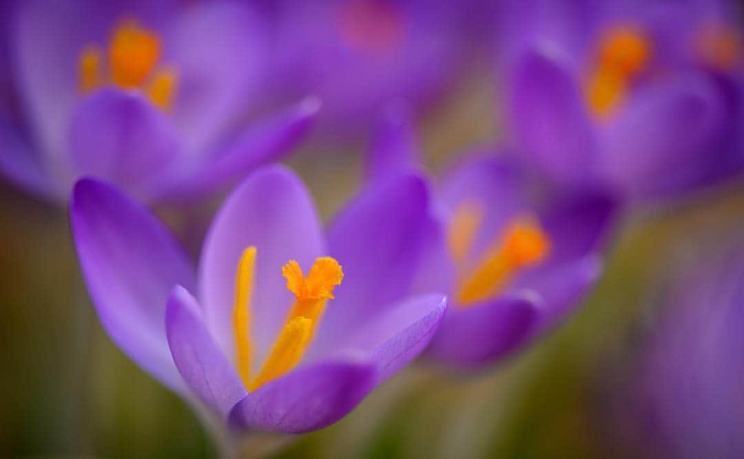 NikonUSAさんのインスタグラム写真 - (NikonUSAInstagram)「Goodbye #AprilShowers, hello #MayFlowers! When shooting beautiful blooms, we're picking the AF-S VR Micro-NIKKOR 105mm f/2.8G IF-ED and pairing it with the #Z7 and Mount Adapter FTZ in order to capture the intricate details you might miss with just the naked eye. Photo by @don_toothaker. #macrophotography #macromood #flowers #CaptureTomorrow」5月2日 0時27分 - nikonusa