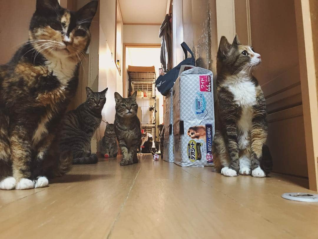 八、おこめさんのインスタグラム写真 - (八、おこめInstagram)「シェルターお掃除日記🐾 平成最後のお掃除日はGW中なのに人数がたくさん集まれたので、お掃除もはかどりブラッシングや爪切り、遊んだり、いつもよりたくさんのスキンシップができました〜✨ そして本格的なおやつタイムもできた♩ 写真は、扉の向こうでオヤツの準備をしてくれてるKもんさんを皆んなが出待ちしてるとこw皆んな鼻がイイからオヤツの準備にすぐ気がついてたw 奥の部屋のチョビまでこっち見ててかわいいっ❤︎(オヤツはシェルターを支援して下さってる方々から届いた、缶詰にちゅ〜るトッピングです✨) @nekonote0401 さんやトイメン( @toitoitoicat )各々で紹介しきれないシェルターのかわいい子達の良さを皆さんに知って頂く為に、紹介用の新しいアカウントを作りました🐾 @nekonotecat ☜こちらもフォローやチェックして頂けると嬉しいです😽❣️ お母はんも自分のアカウントで載せきれないシェルターの写真を @nekonotecat で投稿していきたいと思っています♩ よろしくお願いします🎀 #teamねこのて #里親募集 #保護猫 #預かりボランティア #譲渡会 #猫のシェルター #伊丹市 #お掃除ボランティア #ねこ部 #cat #ねこ #猫 #ネコ #toitoitoicat #toitoitoiきっとうまくいくミニマムプロジェクト #シェルター便り」5月2日 0時33分 - naomiuno