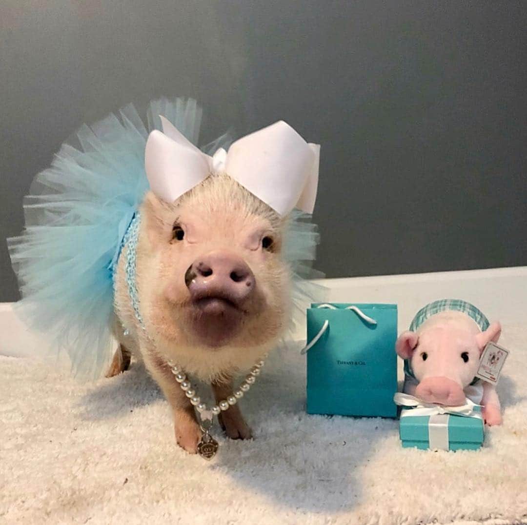 Priscilla and Poppletonさんのインスタグラム写真 - (Priscilla and PoppletonInstagram)「You guys didn’t actually think Silly Pop was going to leave @tiffanyandco empty-hooved on my birthday, did you? That boy sweet can oink his way into just about anything. Check out my new heart charm from their pet line. It’s made for collars, but I attached it to my pearls. It’s hard to see against the white rug, but if you swipe left you can see Pop proudly displaying it. It’s says “Love” and “Please return to Tiffany & Co.” Pop said he is going to get his phone number engraved on the back, so if I ever get lost I will be returned to him. I have the best brother in the world. Love you Silly Pop.🐷🎀👑#happybdayprissypig #prissyturns6 #tiffany #bestbrotherever #tiffanypets #tiffanybluebox #pearlsandbows #PrissyandPop」5月2日 1時24分 - prissy_pig