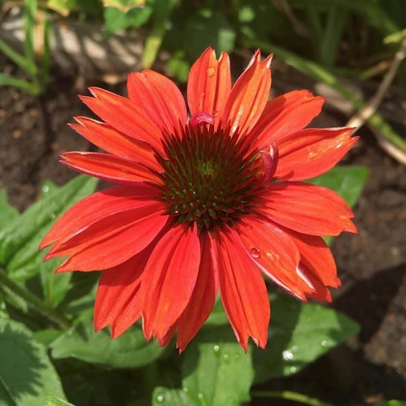 ニューヨーク植物園さんのインスタグラム写真 - (ニューヨーク植物園Instagram)「Bronx Green-Up community gardens might be better known for growing vegetables, but did you know that many of the gardens they work with also cultivate native wildflower beds to attract important pollinators? Here you can see just a small sampling of what’s being grown at Bainbridge Avenue Garden, including #Oenotherafrutocosa, #Monardadidyma Balmy Purple, #Passifloraincarnata, #Coreopsisgrandiflora ‘Pesto’, #Opuntiahumifusa, and #Echinacea ‘Cheyenne Spirit’. They even have a “hotel” for beneficial garden bugs!」5月2日 1時20分 - nybg