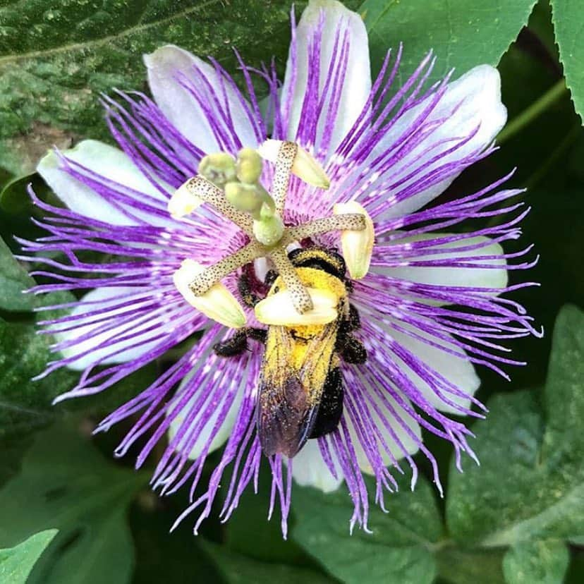 ニューヨーク植物園さんのインスタグラム写真 - (ニューヨーク植物園Instagram)「Bronx Green-Up community gardens might be better known for growing vegetables, but did you know that many of the gardens they work with also cultivate native wildflower beds to attract important pollinators? Here you can see just a small sampling of what’s being grown at Bainbridge Avenue Garden, including #Oenotherafrutocosa, #Monardadidyma Balmy Purple, #Passifloraincarnata, #Coreopsisgrandiflora ‘Pesto’, #Opuntiahumifusa, and #Echinacea ‘Cheyenne Spirit’. They even have a “hotel” for beneficial garden bugs!」5月2日 1時20分 - nybg