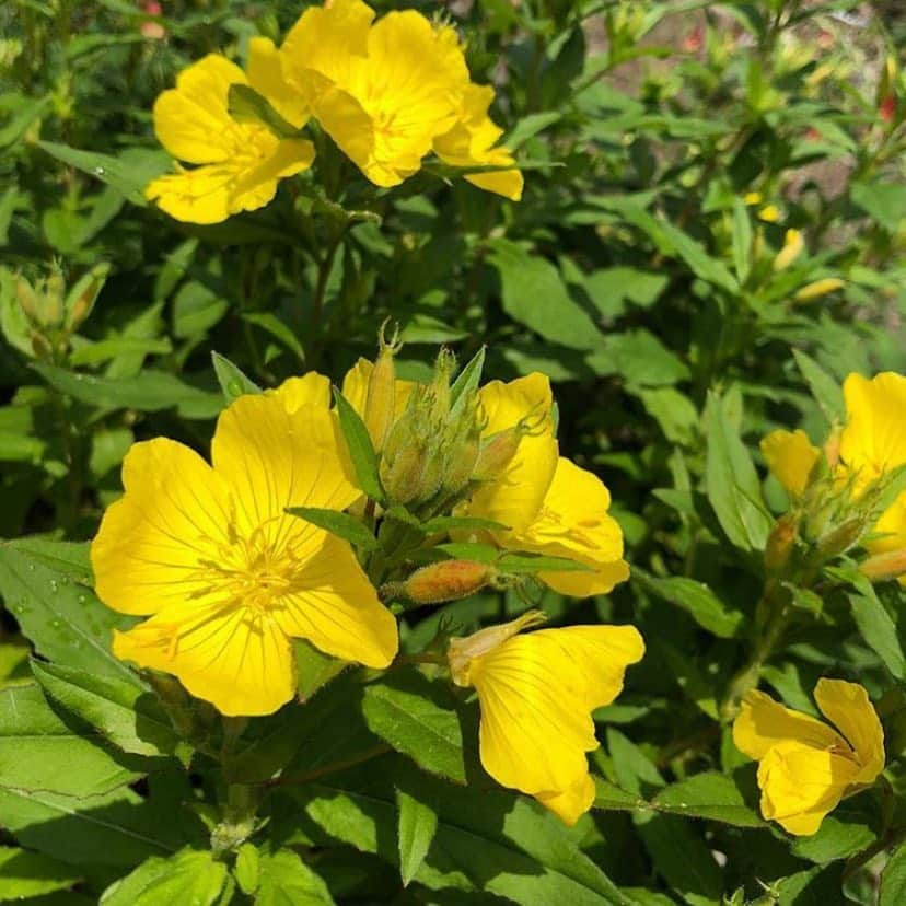 ニューヨーク植物園さんのインスタグラム写真 - (ニューヨーク植物園Instagram)「Bronx Green-Up community gardens might be better known for growing vegetables, but did you know that many of the gardens they work with also cultivate native wildflower beds to attract important pollinators? Here you can see just a small sampling of what’s being grown at Bainbridge Avenue Garden, including #Oenotherafrutocosa, #Monardadidyma Balmy Purple, #Passifloraincarnata, #Coreopsisgrandiflora ‘Pesto’, #Opuntiahumifusa, and #Echinacea ‘Cheyenne Spirit’. They even have a “hotel” for beneficial garden bugs!」5月2日 1時20分 - nybg