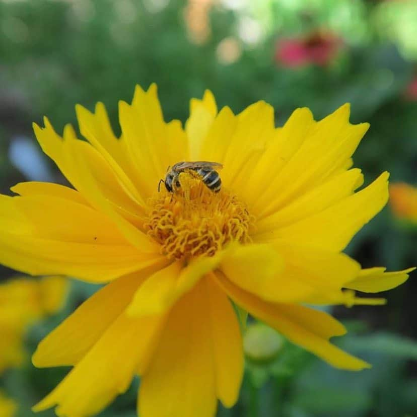 ニューヨーク植物園さんのインスタグラム写真 - (ニューヨーク植物園Instagram)「Bronx Green-Up community gardens might be better known for growing vegetables, but did you know that many of the gardens they work with also cultivate native wildflower beds to attract important pollinators? Here you can see just a small sampling of what’s being grown at Bainbridge Avenue Garden, including #Oenotherafrutocosa, #Monardadidyma Balmy Purple, #Passifloraincarnata, #Coreopsisgrandiflora ‘Pesto’, #Opuntiahumifusa, and #Echinacea ‘Cheyenne Spirit’. They even have a “hotel” for beneficial garden bugs!」5月2日 1時20分 - nybg