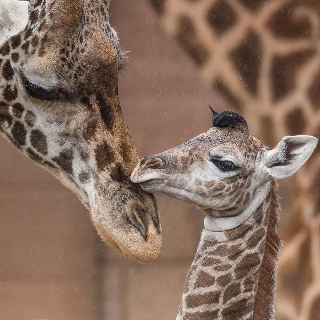 San Diego Zooさんのインスタグラム写真 - (San Diego ZooInstagram)「Guests were treated to a giraffic birth this weekend. It’s a boy! 🦒 This is Harriet's 5th calf and the first offspring for sire, Fred. Currently, giraffes are pending endangered status by USFWS, so each birth provides hope for the species. Stick your neck out and join our virtual giraffe research team. YOU can make a difference from your mobile device or computer. (link in bio). #girafficnews #babyanimals #stickyourneckout #sandiegozoo #EndExtinction」5月2日 1時21分 - sandiegozoo