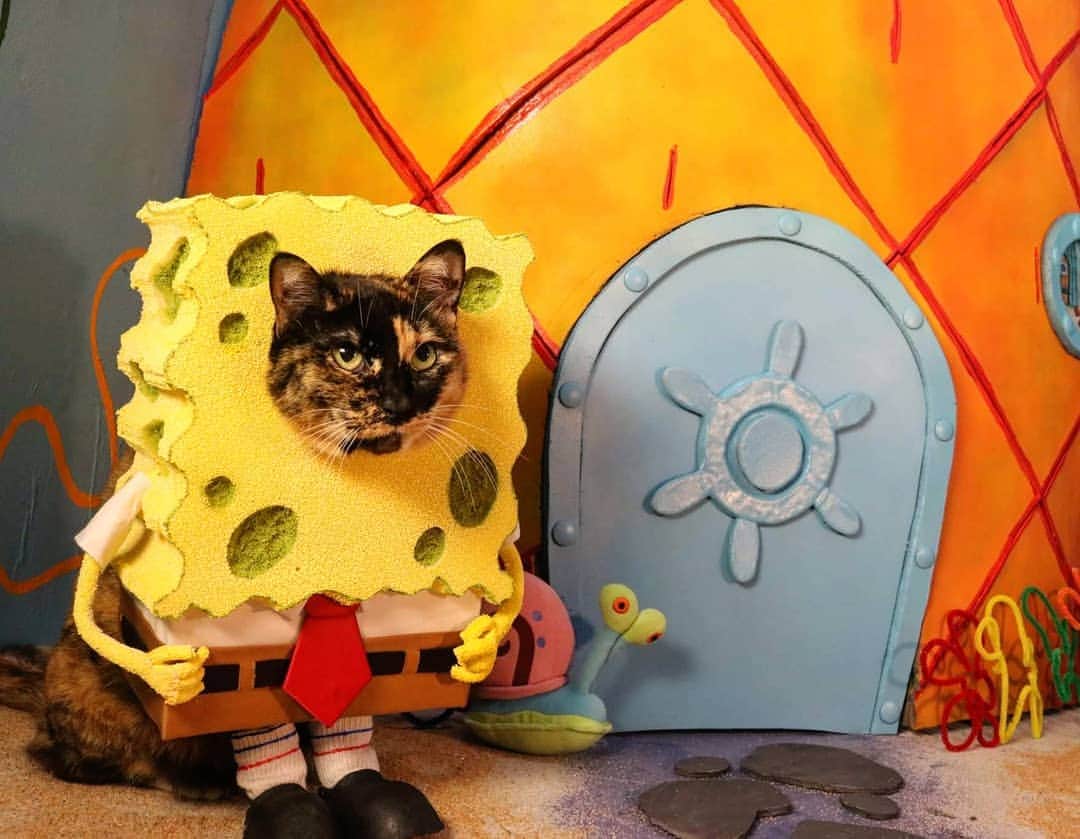 猫コスプレさんのインスタグラム写真 - (猫コスプレInstagram)「20 years. That's a lot of joy and Krabby Patties served up! Happy anniversary @spongebob!  #SpongeBobSquarepants . . . . . . . #spongebob #spongebob20thanniversary #spongebobcosplay #catcostume #CatCosplay #Nickelodeon #cosplay #spongebobfunny」5月2日 1時21分 - cat_cosplay