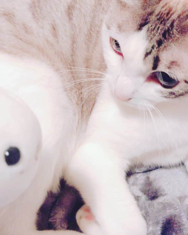 阿知波妃皇のインスタグラム：「#しろたん #しろたん好きと繋がりたい」