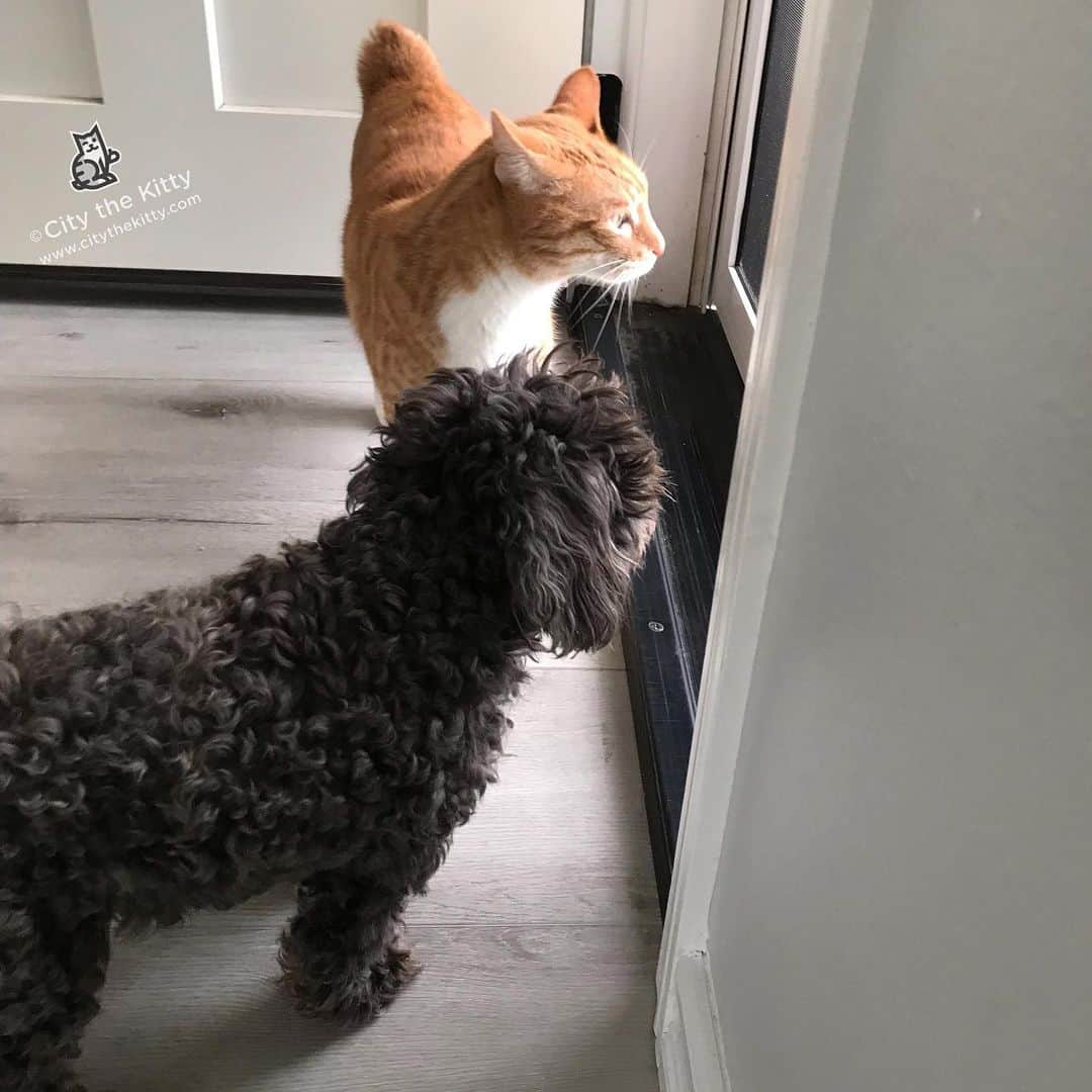 City the Kittyさんのインスタグラム写真 - (City the KittyInstagram)「Planning our escape. 😹 #greatescape #pawsneedclaws @misslulularoo」5月2日 2時25分 - citythekitty