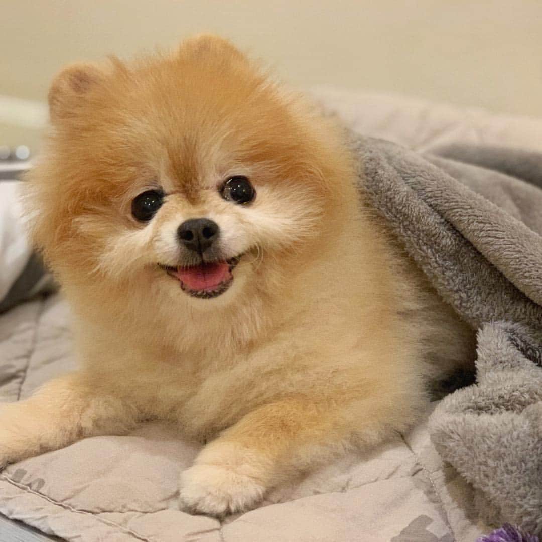 Ella Chuffyのインスタグラム：「Gooooooodnite~~~ 🌝 sweet dream everyone 🧁🍯🍖🍕🌭 . . . . . . . . #ellachuffy #pet #petstagram #pomeranianpage #pomeraniansofinstagram #teacuppoms #cutedogs #pomeranian_lovers #pomeranianlife #pomeranianworld #teddybeardog #pomeranian #puppylove #aplacetolovedogs #dogoftheday #justpomeranians #fluffypack #dogoftheday #anmlsposts #thedailypompom #picoftheday #iflmdog #犬 #狗 #everydaydoglover  #pomeranianww #justpomeranians #bridgetdoodlesdogs #coffeeoftgeday」