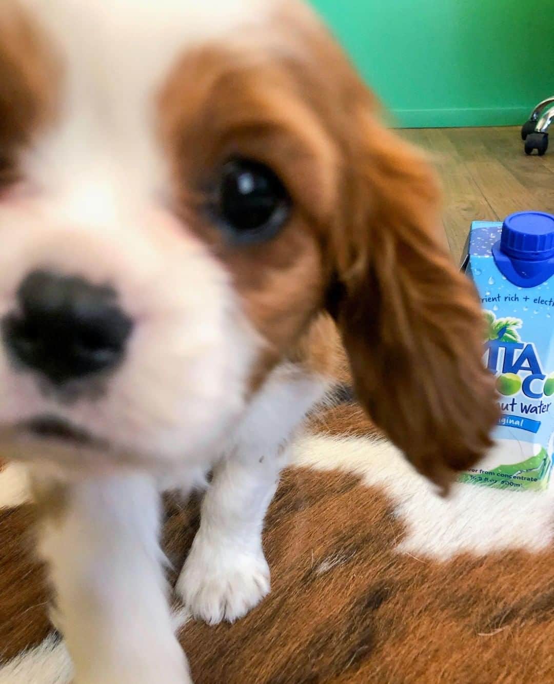 Vita Coco Coconut Waterのインスタグラム：「"Hey pay attention to me" -Coconut, our resident pet here in the office!」