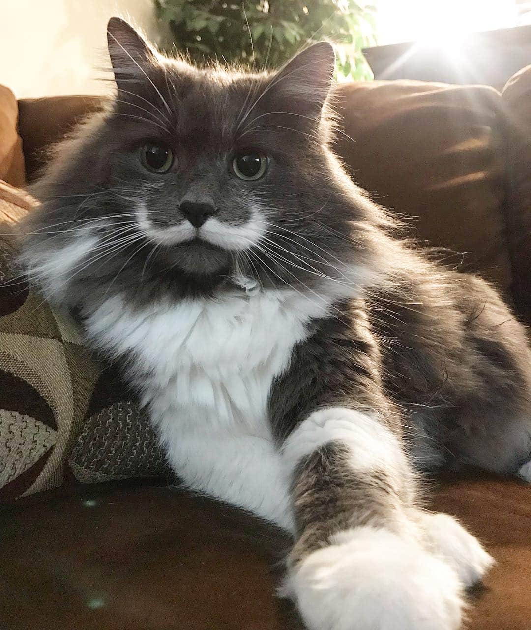 ハミルトンザ・ヒップスターキャットさんのインスタグラム写真 - (ハミルトンザ・ヒップスターキャットInstagram)「What a little gentleman... #mustachecat」5月2日 3時45分 - hamilton_the_hipster_cat