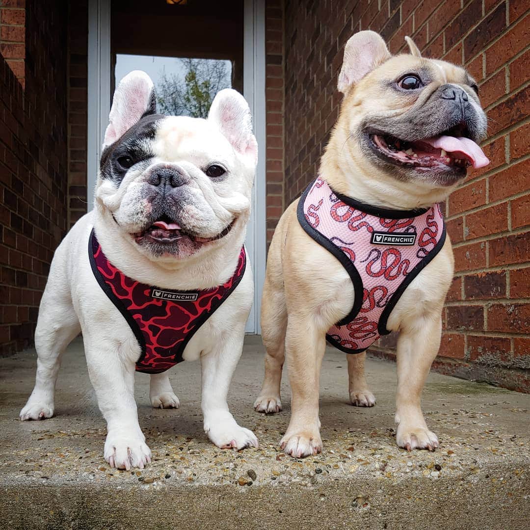 Manny The Frenchieのインスタグラム：「On Wednesdays we wear pink😜」