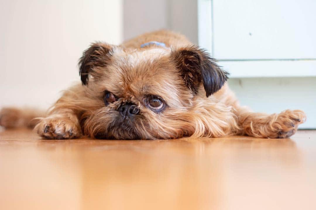 Digby & Aloのインスタグラム：「Ugh, mid week is the worst. #butyoureadog #youdonthaveajobtogoto」