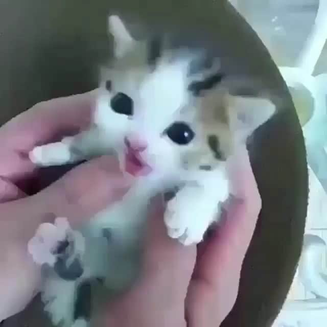 Cute baby animal videos picsのインスタグラム