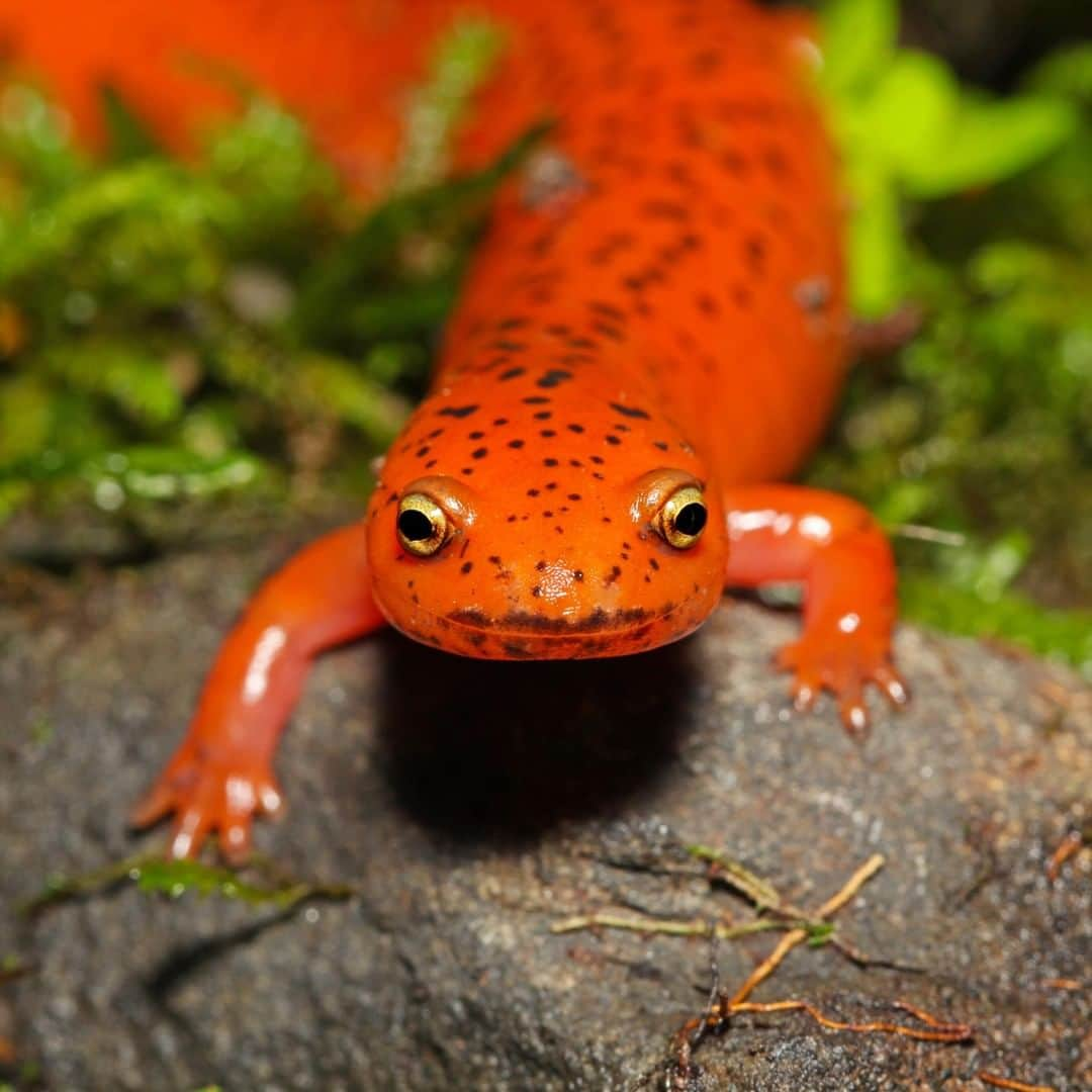 アニマルプラネットさんのインスタグラム写真 - (アニマルプラネットInstagram)「Check out this red salamander! They may look cute, but they can secrete toxins to scare off even the most intimidating predators. 📸: @mario_aldecoa, @bravewilderness . . . . . . #animalsofinstagram #animalplanet #animaloftheday #wild #wildlife #outdoors #animals #wildanimals #conservation #nature #animallovers #instanature #wildgeography #redsalamander #coyotebrave」5月2日 6時11分 - animalplanet