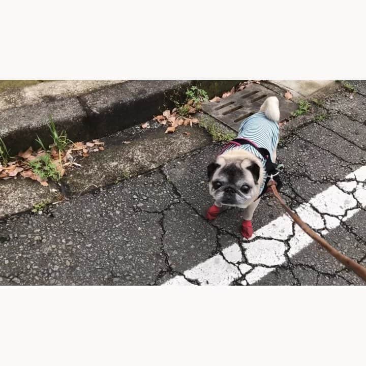 八兵衛のインスタグラム：「Today’s walk🐶 * * 雨降ってきて 大慌ての朝でした。 * * #ほぼ黒パグ #おじいちゃん犬 #パグ #pug #puggy #puglife #puglove #petstagram #pugstagram #pugsofinstagram #pugs #dog #ふわもこ部  @igersjp #IGersJP #east_dog_japan #pecoイヌ部 #八兵衛 #はちべえ #朝ワンコ夕ニャンコ」