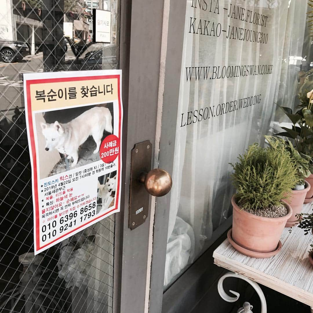 Florist.janeさんのインスタグラム写真 - (Florist.janeInstagram)「[강아지를 찾습니다!!!!!!] 복순이를 찾습니다. . .  서울 강남구 학동역 세관 부근에있는 애견호텔에서 직원이 줄을 놓치는 사고가 일어났습니다. - (4월22일 월요일) 아침7시30분경에 잃어버렸는데 지금까지도 못찾고 있습니다. -  주황색 리드줄을 하고 있습니다. - 강남일대, 강남역부근에 강아지를 보신분은 꼭 연락 부탁드립니다!  이름:복순이/ 믹스견(진도+허스키 믹스)/하늘색눈 / 머리부터 꼬리까지 윗부분 옅은갈색/10kg/3살/여아 - -  앉아. 손 할줄알고 엄청 순해요 ㅠ ㅠ  목줄에 리드줄까지 달고 다니고 있어서 보시면 눈에 확띌거에요 혹시 누가 데리고 계신다면 꼭 !!!연락 부탁드립니다 - - *본 글은 강아지 보호자님의 동의를 얻고 올리는 게시물입니다. . . . . . . . . .  #강아지 #애완견 #강남역 #강남 #실종 #강아지분실 #분실신고 #강아지실종 #강아지실종신고 #허스키 #진도믹스 #개스타그램 #멍스타그램 #🐶 #일상 #데일리 #펫스타그램 #학동역 #강아지를찾습니다」5月2日 15時40分 - jane.florist