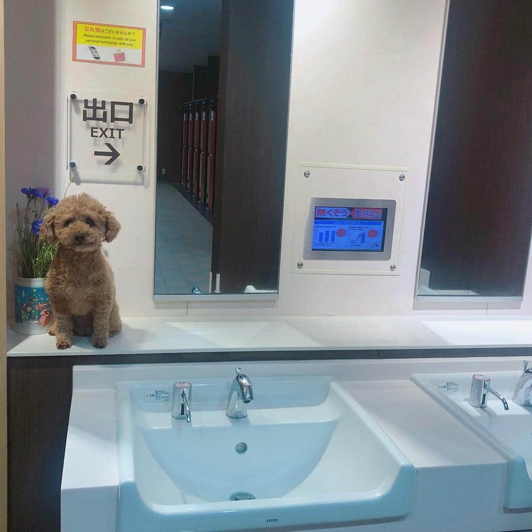 宮崎宣子さんのインスタグラム写真 - (宮崎宣子Instagram)「あたしは、 サービスエリアのトイレに犬の置物ではありません🐶  #ゴールデンウィーク #サービスエリア #犬の置物 #トイレの置物 #トイプードル」5月2日 15時41分 - miyazaki_nobuko