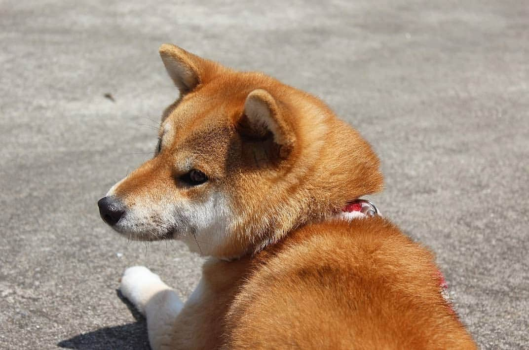 柴犬たま Shibainu Tamaのインスタグラム