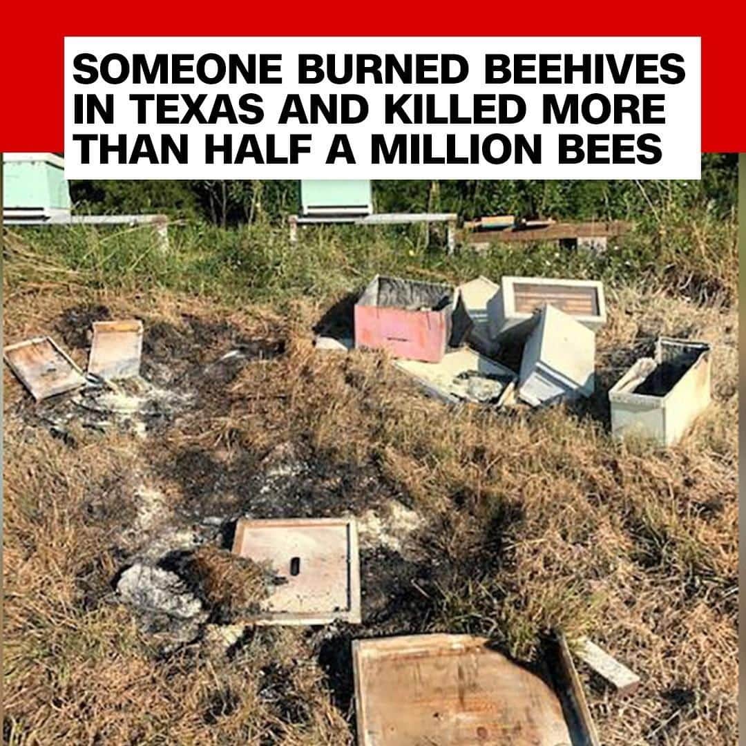 CNNさんのインスタグラム写真 - (CNNInstagram)「Police are investigating after someone burned dozens of beehives just south of Houston over the weekend. One of the beekeepers, who cares for the hives owned by the Brazoria County Beekeepers Association, said the loss is truly staggering: "We're looking at 500,000 to 600,000 [bees] that have been destroyed,” Steve Brackman told CNN affiliate KTRK. Brazoria County Crime Stoppers is offering a reward of up to $5,000 for information related to the crime, while the beekeepers association is offering a $1,000 reward and is asking for donations to help it recover. (📸: Brazoria County Crime Stoppers)」5月2日 16時00分 - cnn