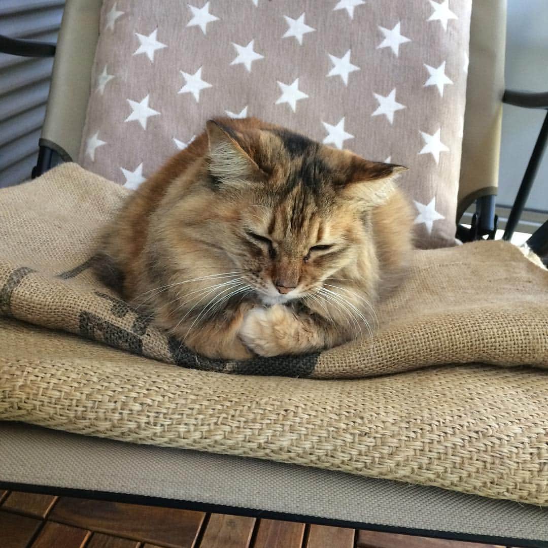 岡田屋鉄蔵のインスタグラム：「ミルバさんの香箱座りは何か違う」