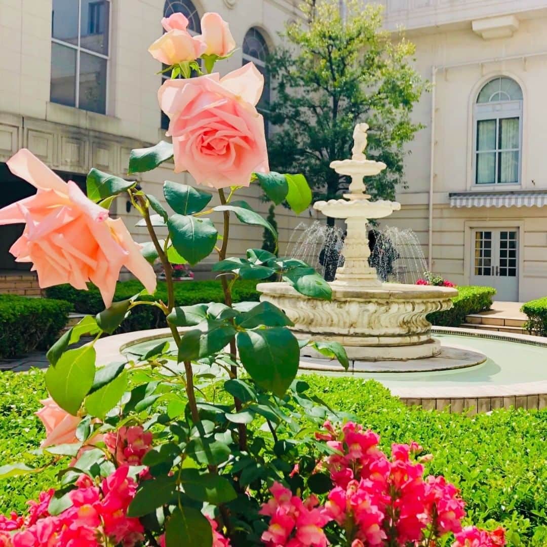 【公式】ホテルニューグランドさんのインスタグラム写真 - (【公式】ホテルニューグランドInstagram)「5月3日より『横浜ローズウィーク』がスタートします。 山下公園や市内各所では、バラを主役にした様々なイベントが開催されます。 ホテルニューグランドの本館中庭では6月2日（日）まで『薔薇と緑の庭園』を開催中。 イタリアから取り寄せた噴水を中心にヨーロッパ調の雰囲気が広がる中庭を、赤・白・ピンクのバラでコーディネート、フォトスポットのローズアーチもご用意しました。 ゴールデンウィーク後半の天気予報は晴れ。 まだ蕾のバラも、皆さまをお迎えするように大輪の花を咲かせることと思います。 華やかなバラの花々と輝く新緑、見上げると青空が広がる癒しの空間に、訪れる皆さまの笑顔が溢れることを願っております。 #ホテルニューグランド　#横浜　#ガーデンネックレス　#ガーデンネックレス横浜2019　#バラ　#薔薇　#ローズ　#大型連休　#gw　#癒し　#フォトスポット　#デート　#のんびり　#庭園　#イタリア　#噴水　#写真　#花　#緑　#クラシックホテル　#イベント　#山下公園　#期間限定　#おもてなし」5月2日 16時02分 - hotelnewgrand