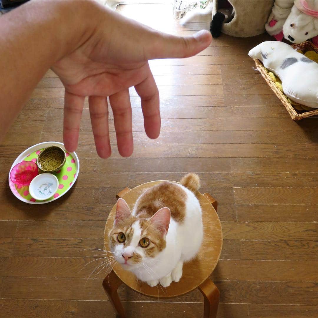 Kachimo Yoshimatsuさんのインスタグラム写真 - (Kachimo YoshimatsuInstagram)「狙いを定めて！ #uchinonekora #oinari #neko #cat #catstagram #kachimo #猫 #ねこ #うちの猫ら http://kachimo.exblog.jp」5月2日 16時18分 - kachimo