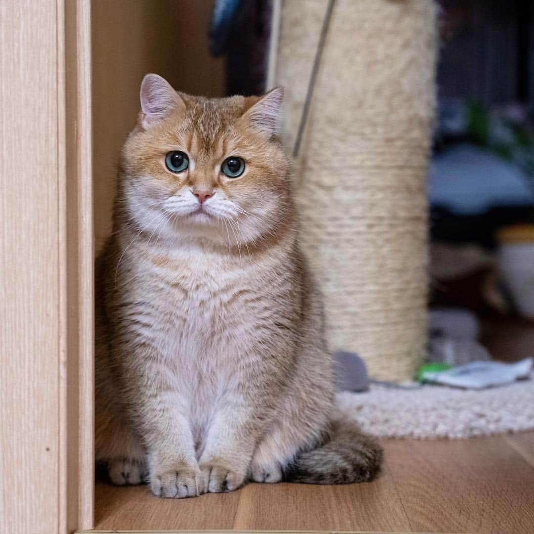 Hosicoさんのインスタグラム写真 - (HosicoInstagram)「Time to get up my dears, it's morning! 🌇」5月2日 16時22分 - hosico_cat