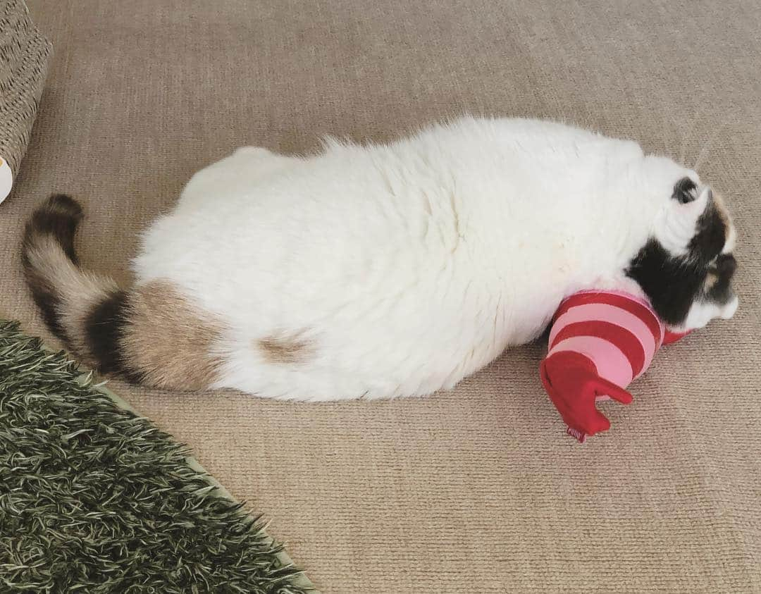 むぎちょこさんのインスタグラム写真 - (むぎちょこInstagram)「🦐Shrimp Pillow🐈 お気に入りの 海老枕 ⁑ #けりぐるみエビ で #最高の睡眠 ⁑ 😺むぎ♀mugi 🎂25/03/16 #scottishfold #スコティッシュフォールド #熟睡#petio #shrimp #海老 #枕猫 #kissmamaになろう」5月2日 16時37分 - mugi325channel