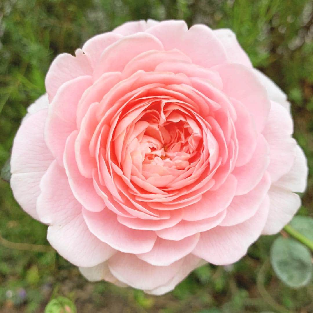 ローレン・コンラッドのインスタグラム：「The roses in our yard just started blooming and it’s making me so happy!」