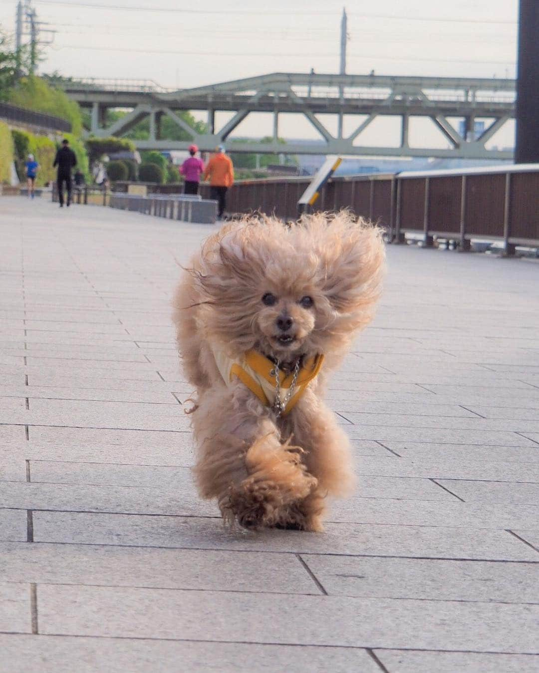 Toypoodle Mikuru?Asakusa Tokyoさんのインスタグラム写真 - (Toypoodle Mikuru?Asakusa TokyoInstagram)「20190502 Thursday. Good morning! Friends 💕 令和✨初のお散歩は浅草寺雷門🏮 . まさかの副産物を平成から持ち越してしまった💧 悩んでも埒があきません。 目の前の出来ることを❗️ 最善を尽くします💪🏻 . ❶ 雷門から令和を ❷ ちょこっとらんらん💨 ❸ みくるの法則動画 今日はどっち？ . #平凡が日常 がいいよ #シゲキ欲しけりゃ酒を飲む #ショートカット」5月2日 8時15分 - purapura299