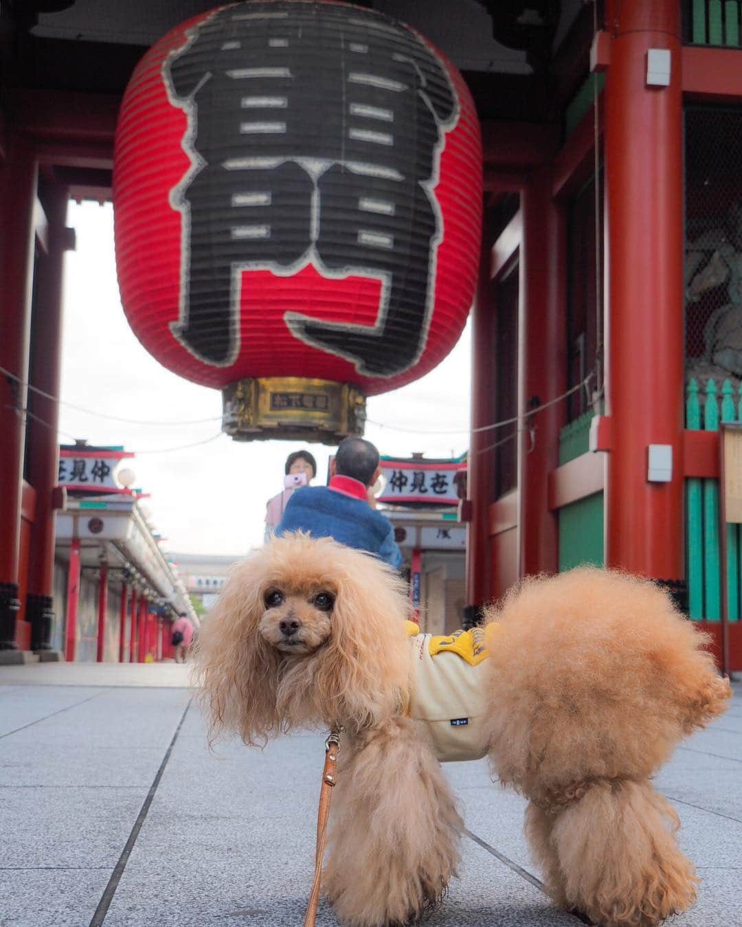 Toypoodle Mikuru?Asakusa Tokyoのインスタグラム：「20190502 Thursday. Good morning! Friends 💕 令和✨初のお散歩は浅草寺雷門🏮 . まさかの副産物を平成から持ち越してしまった💧 悩んでも埒があきません。 目の前の出来ることを❗️ 最善を尽くします💪🏻 . ❶ 雷門から令和を ❷ ちょこっとらんらん💨 ❸ みくるの法則動画 今日はどっち？ . #平凡が日常 がいいよ #シゲキ欲しけりゃ酒を飲む #ショートカット」