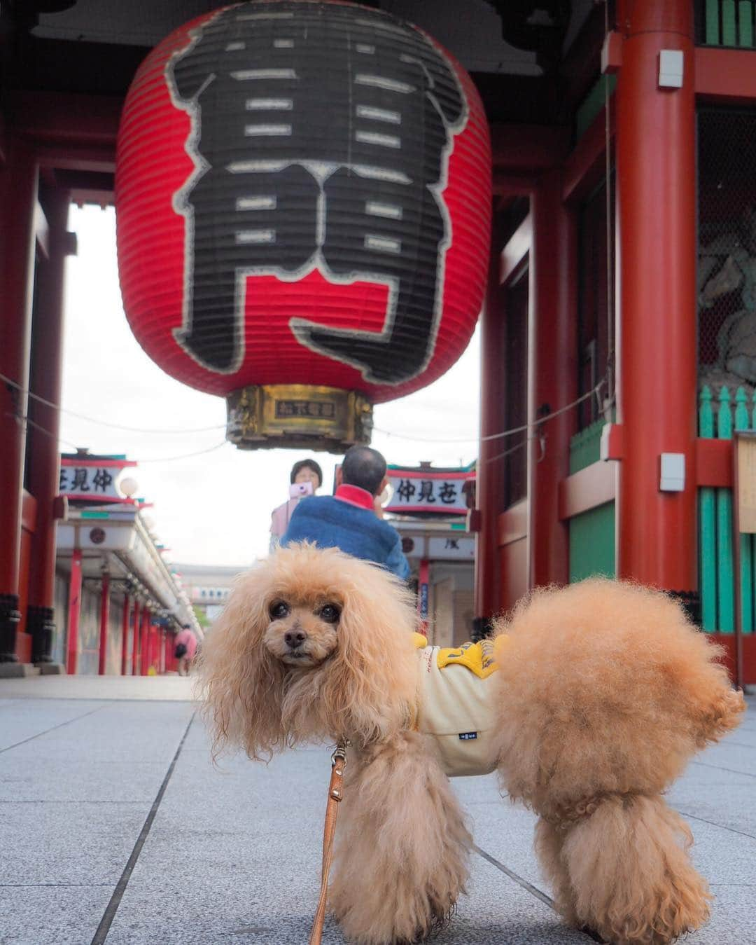 Toypoodle Mikuru?Asakusa Tokyoのインスタグラム